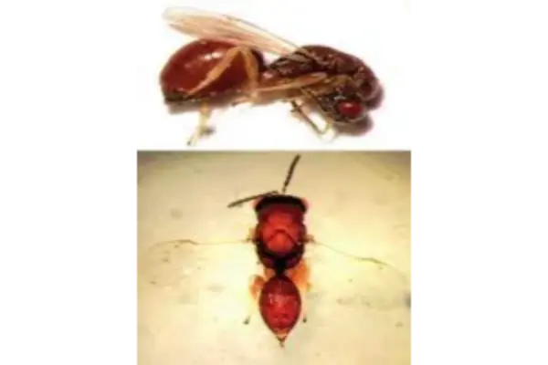 زنبور سیاه مغزخوار پسته