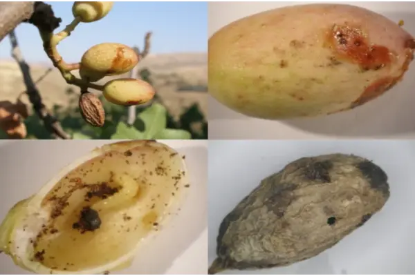 خساراتی که آفت زنبور مغز خوار پسته به باغ میزند