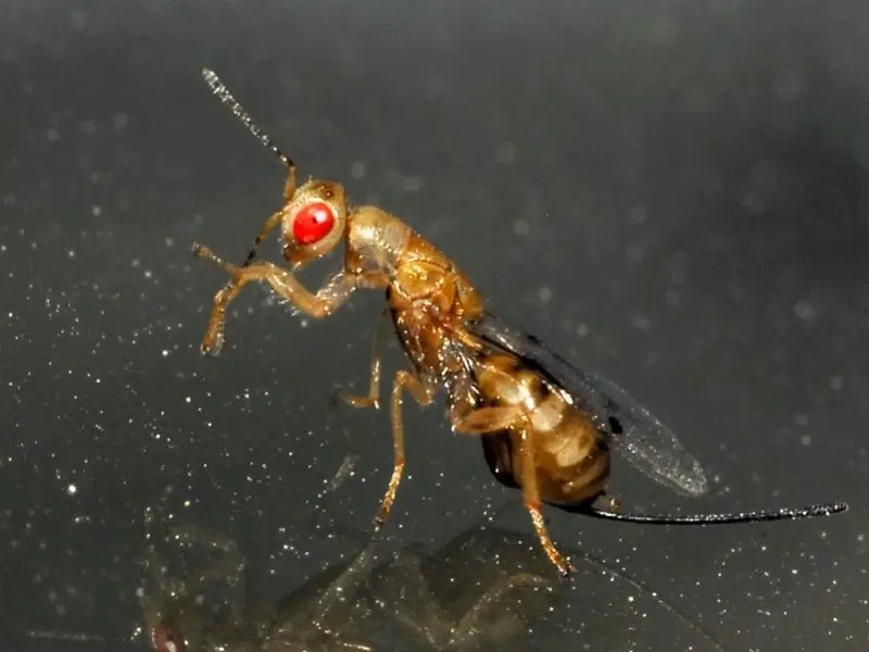 مقاله آفت زنبور مغزخوار پسته چیست؟