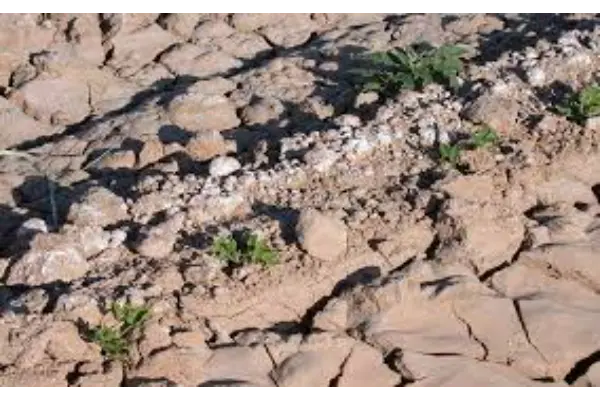 رفع شوری خاک بهوسیله گچ کشاورزی