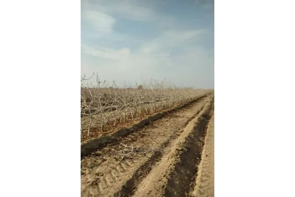 کاربرد گچ کشاورزی در باغات پسته