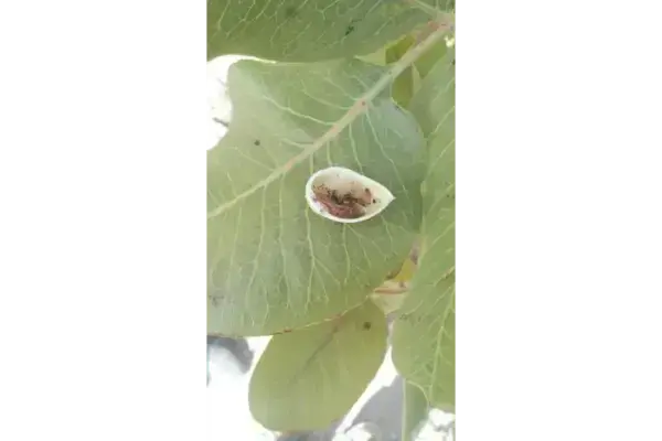 خسارت آفت چوبخوار پسته روی میوه