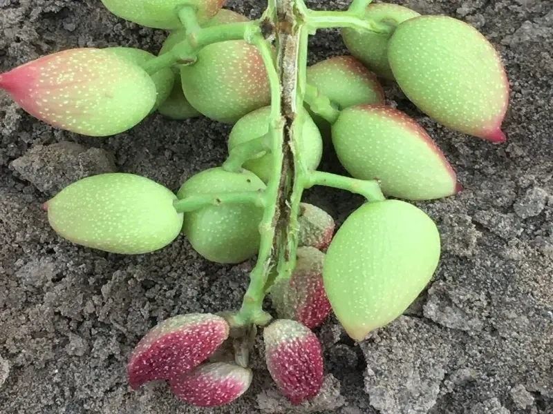 مقاله مبارزه با آفت چوبخوار پسته چگونه است؟