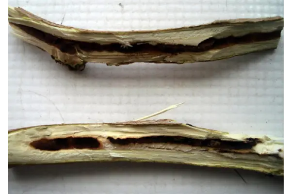 آثار کرمانیا بر روی یک درخت