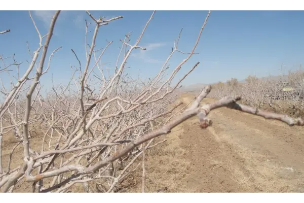 درمان سرخشکیدگی پسته با هرس درختان در زمان مناسب