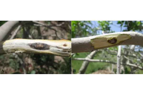 تشخیص علائم درگیری با قارچ در درمان سرخشکیدگی پسته