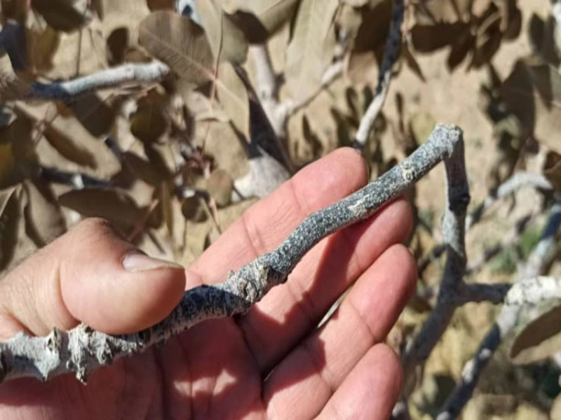 مقاله درمان سرخشکیدگی پسته چیست؟