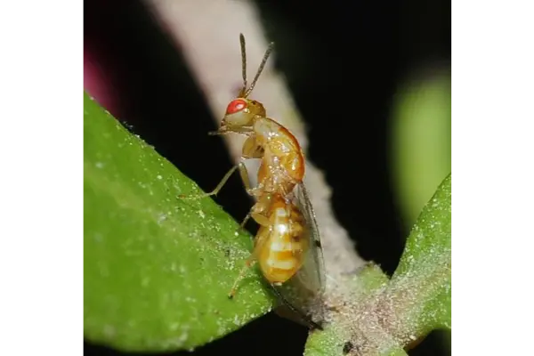 پیشگیری از آفت زنبور مغزخوار پسته طلایی و سیاه