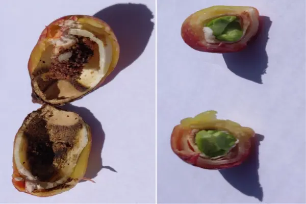 پیشگیری از آفت زنبور مغزخوار پسته طلایی و سیاه