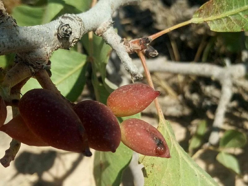 بهترین کارهایی که برای مقابله با بیماری زنبور مغزخوار پسته باید انجام داد