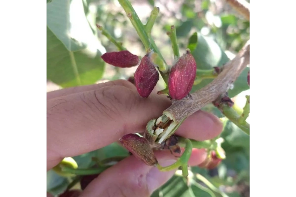 خسارتی که پروانه چوبخوار بر روی شاخه درخت پسته ایجاد کرده است