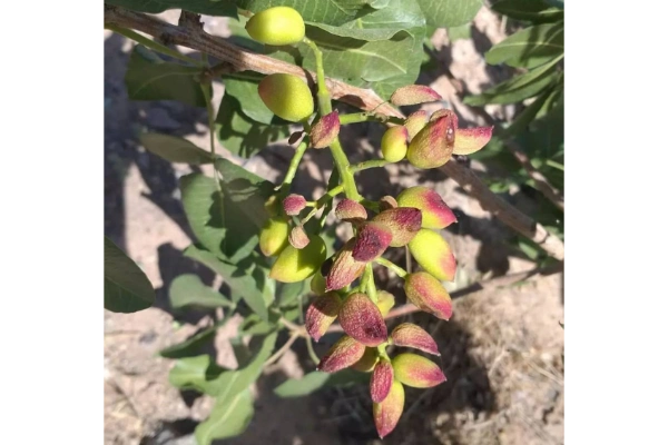 درخت پسته ای که درگیر آفت کرمانیا شده است