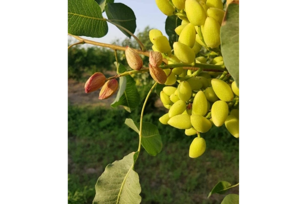 خسارتی که بر روی میوه درخت پسته ایجاد شده
