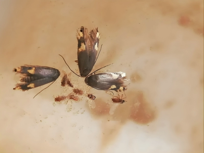 مقاله پروانه چوبخوار پسته چیست؟