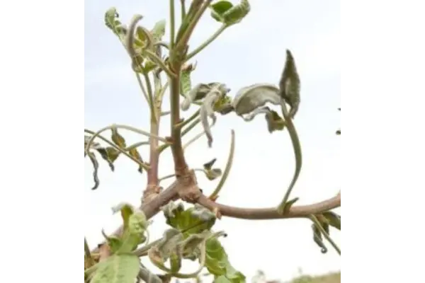 سرخشیکدگی پسته بر اثر سرمازدگی