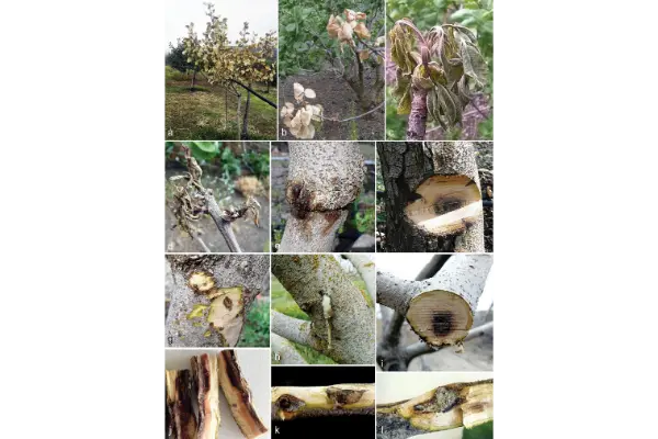 قارچ و باکتری عامل سرخشکیدگی پسته