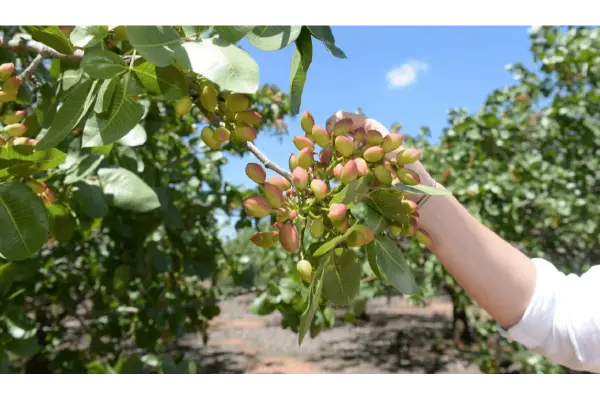فواید گوگرد برای درخت پسته
