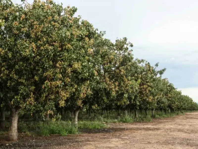 مقاله فواید گوگرد برای درخت پسته چیست؟