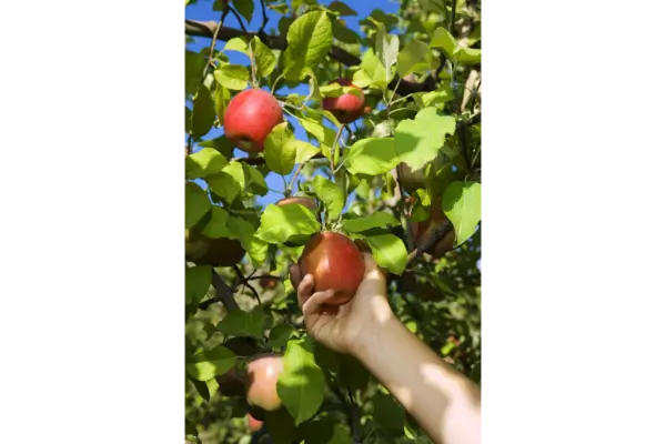 فواید استفاده از روغن امولسیون شونده