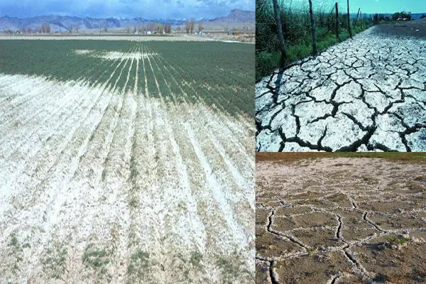 افزایش نفوذپذیری خاک از کاربردهای گچ کشاورزی برای پسته است