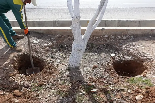 بهترین زمان چالکود