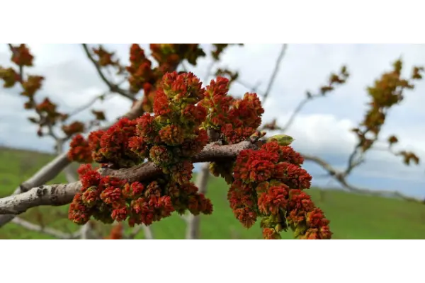 ضرورت رفع شوری خاک پسته