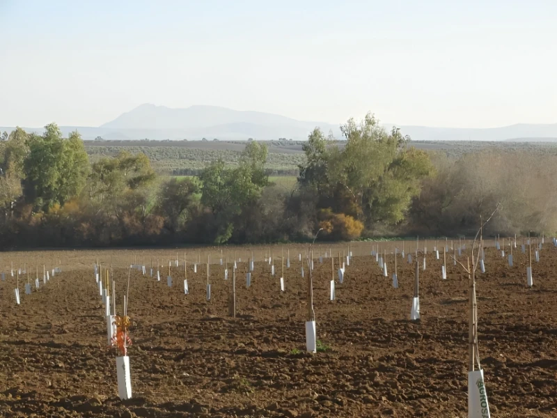 مقاله نیاز سرمایی پسته چیست