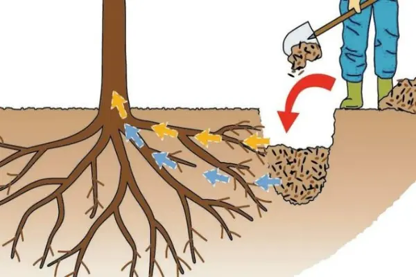 آموزش چگونگی پر کردن چالکود پسته در باغات