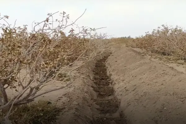 با استفاده از چالکود درخت پسته میتوان با آفت پسیل پسته مقابله کرد.