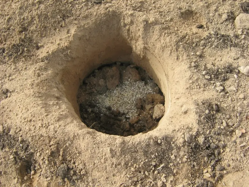 چالکود پسته چیست و تغذیه درختان پسته با این روش چگونه انجام می شود؟