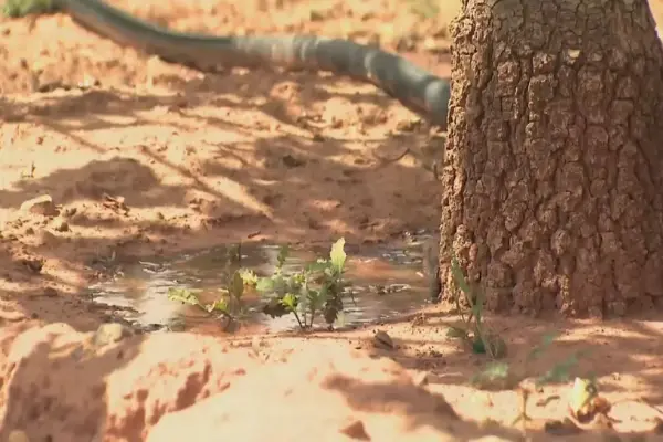 بافت خاک در آبیاری پسته مهم است