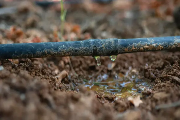 نیاز آبی در آبیاری درختان پسته اهمیت زیادی دارد