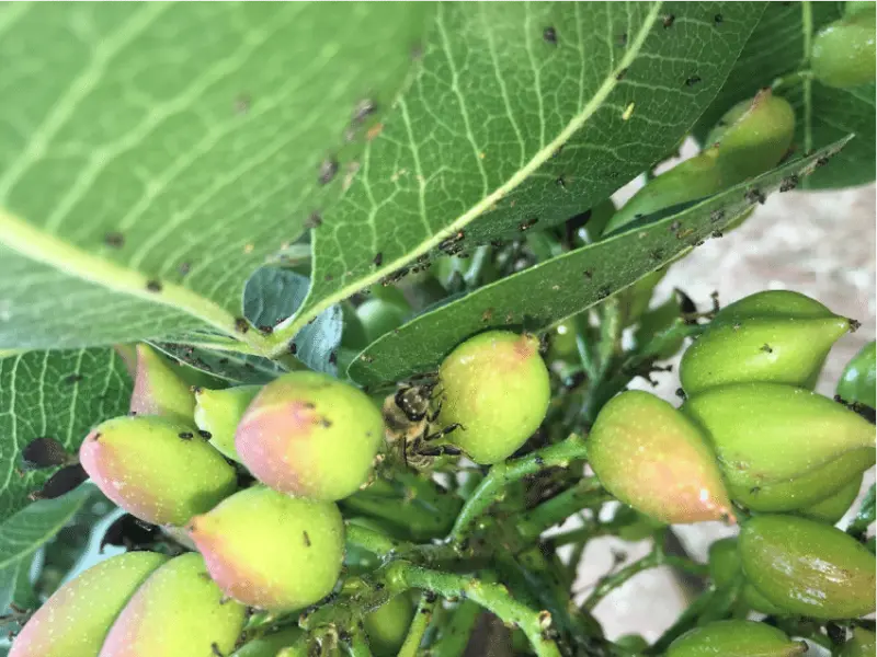 مقاله آفت پسیل پسته چیست؟