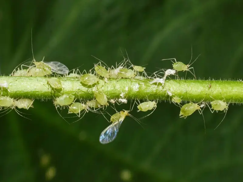 مقاله شته چیست؟