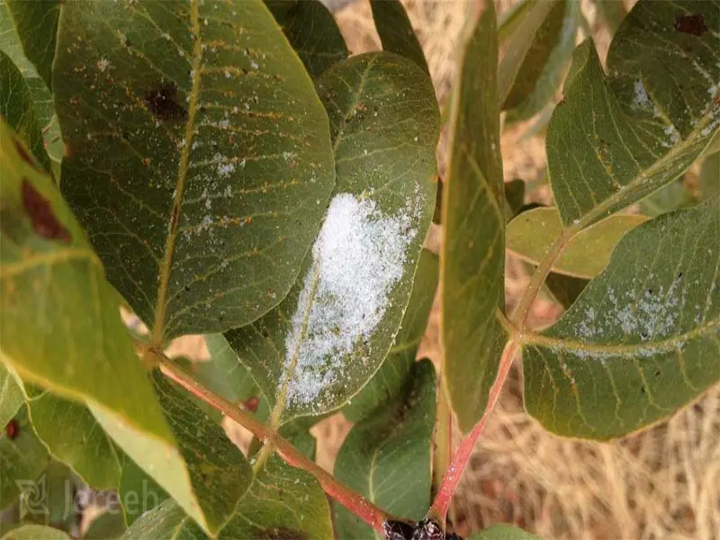 مقاله درمان پسیل پسته چیست؟