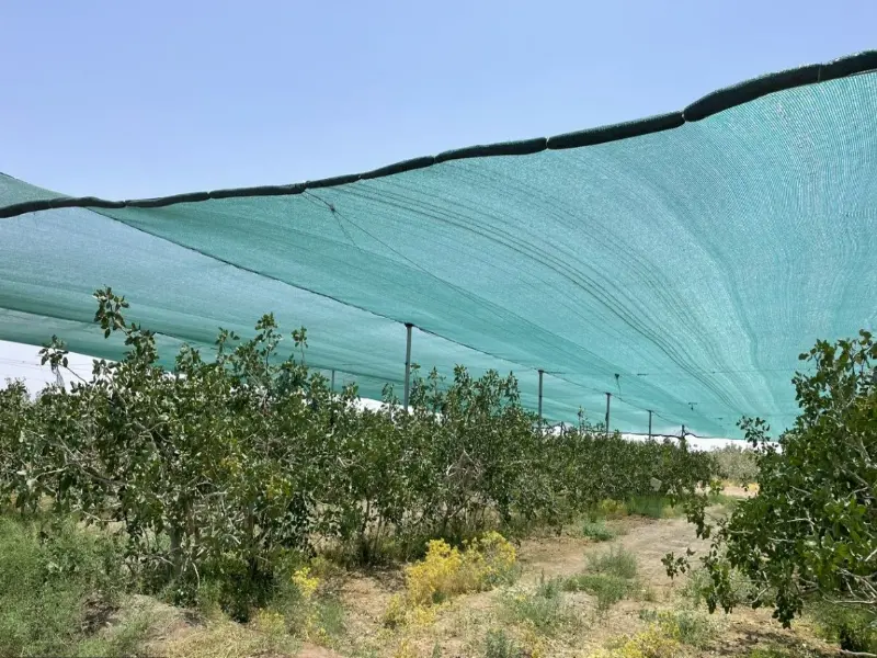 مقاله گرمازدگی پسته چیست و راه های مبارزه با آن.