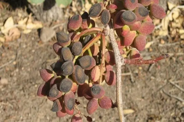 گرمازدگی چه آسیب هایی به باغات پسته وارد میکند؟