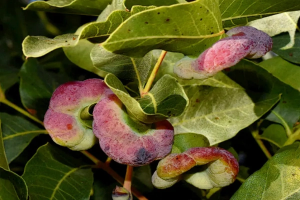 بهترین زمان سمپاشی شته پسته