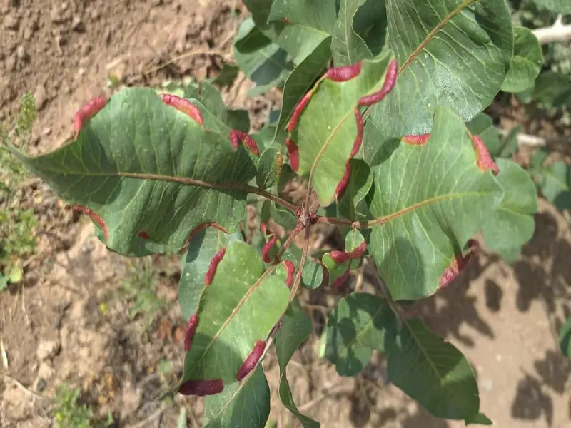 مقاله شته پسته چیست؟