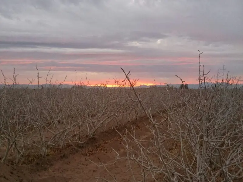 مقاله چگونه از روغن ولک برای پسته استفاده کنیم؟