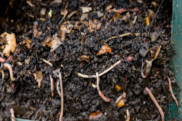 چرا باید از کود در باغات استفاده کنیم؟