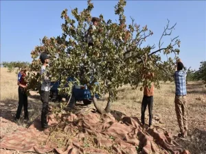 مقاله رعایت نکات ضروری در برداشت پسته