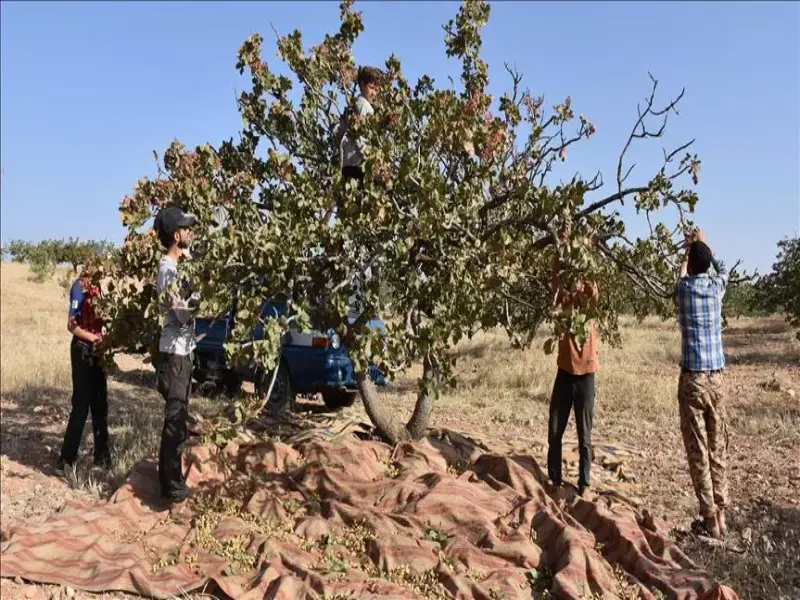 مقاله رعایت نکات ضروری در برداشت پسته