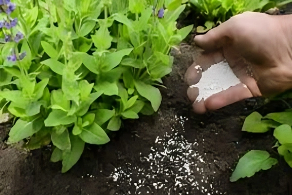 فواید کود سولفات پتاسیم برای درختان پسته