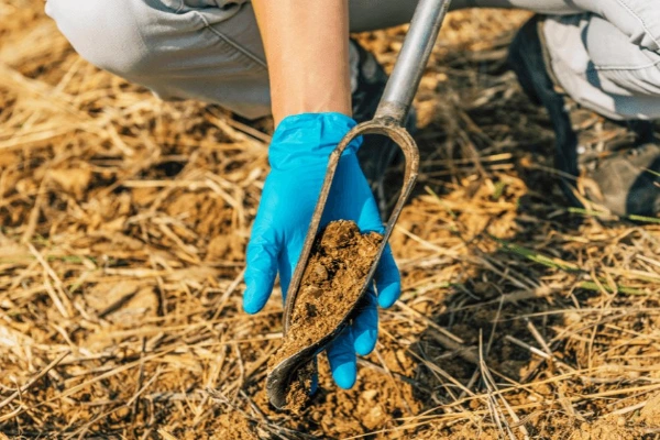 فواید انجام آزمایش خاک برای کاشت درخت پسته