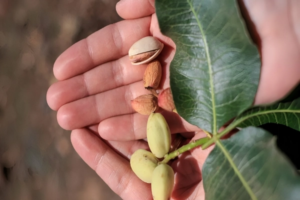 فواید استفاده از کود فروت ست