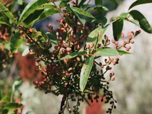 مقاله کود فروت ست چیست؟