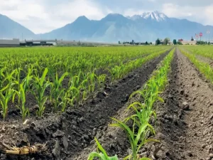 مقاله کود ریزمغذی چیست