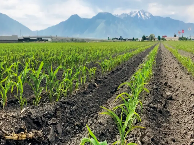 مقاله کود ریزمغذی چیست