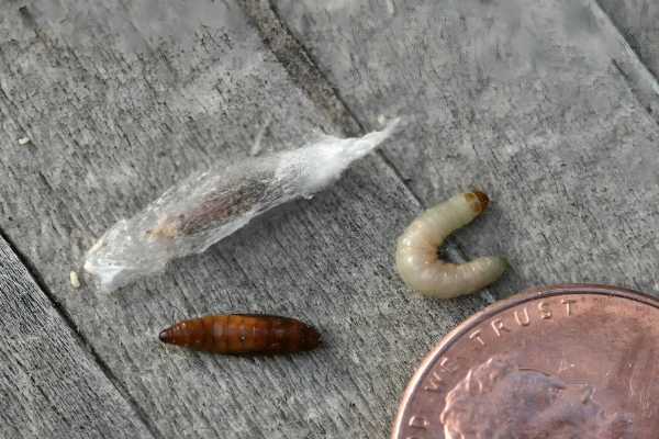 ضررهای آفت شب پره هندی پسته برای باغات